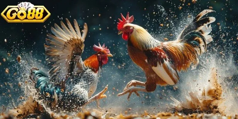 Đá gà Campuchia là gì?