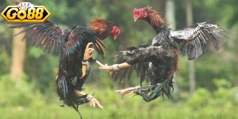 Quy định xuống vốn tại các cửa