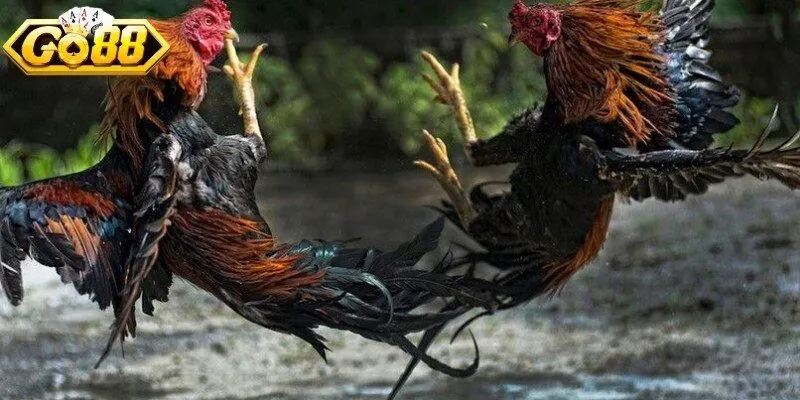 Trải nghiệm đá gà trực tuyến thú vị mỗi ngày