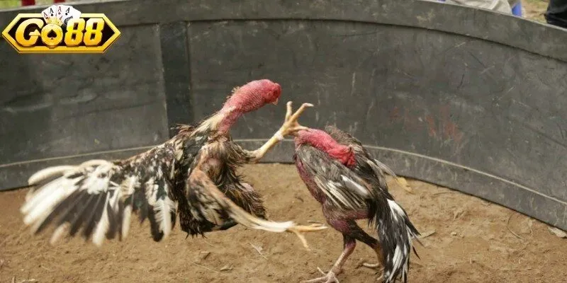 Hướng dẫn phân định thắng thua trong trận gà đòn