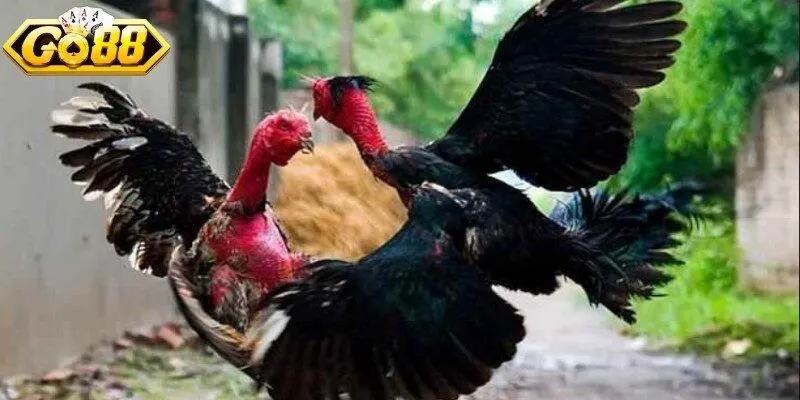 Quan sát đặc điểm ngoại hình của gà đòn