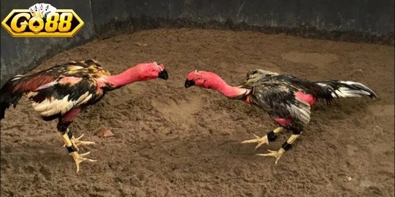 Đá gà đòn truyền thống tại Việt Nam được yêu thích