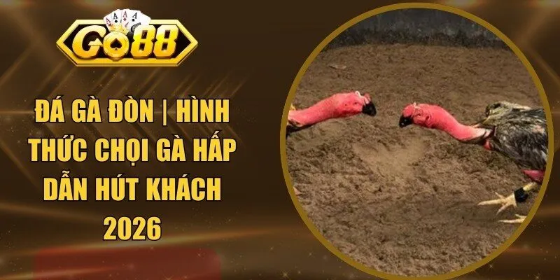 Đá Gà Đòn | Hình Thức Chọi Gà Hấp Dẫn Hút Khách 2026