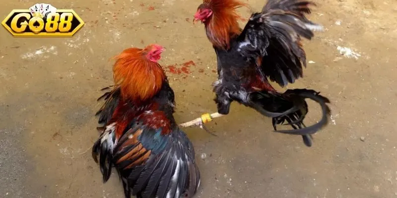 Đá gà GO88 cựa dao tốc độ cao