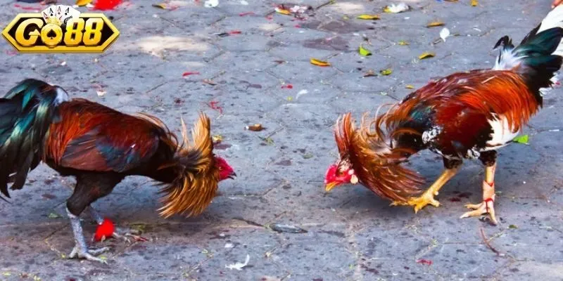 Giao diện sảnh đá gà thân thiện, phân chia khu vực hợp lý