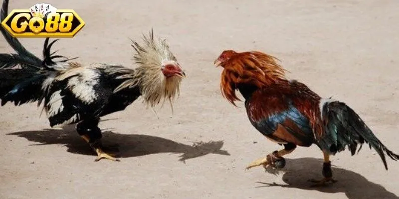 Cách thức phân thắng thua chọi gà được quy định rõ ràng