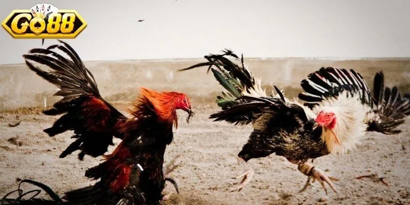 Người chơi có thể truy cập và cược đá gà tại GO88 linh hoạt