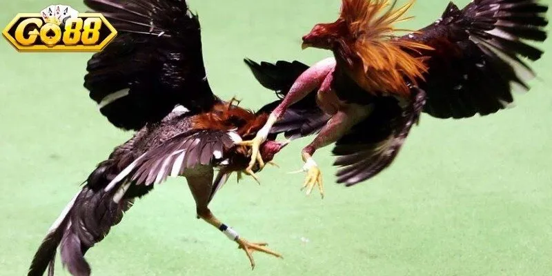 Đá gà Thomo trực tuyến trở nên phổ biến nhờ sự tiện lợi