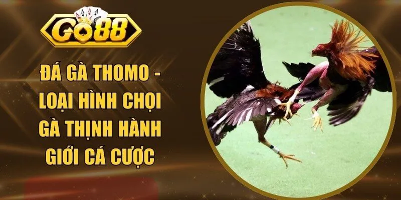 Đá Gà Thomo - Loại Hình Chọi Gà Thịnh Hành Giới Cá Cược